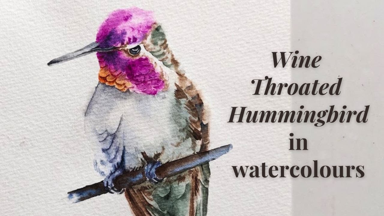 How to paint a step by step hummingbird in watercolours | Wine throated Hummingbird