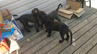Three Mastador Puppies Playing Outside