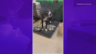 Fort Bend County animal shelter beyond capacity, forced to crate pets in hallways