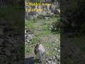 Crimson Desert - Hidden Items at HERNAND #CrimsonDesertSecrets #CrimsonDeserthidden #CrimsonDesert