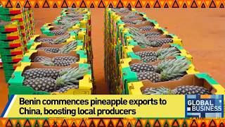 Benin Commences Pineapple Exports To China, Boosting Local Producers