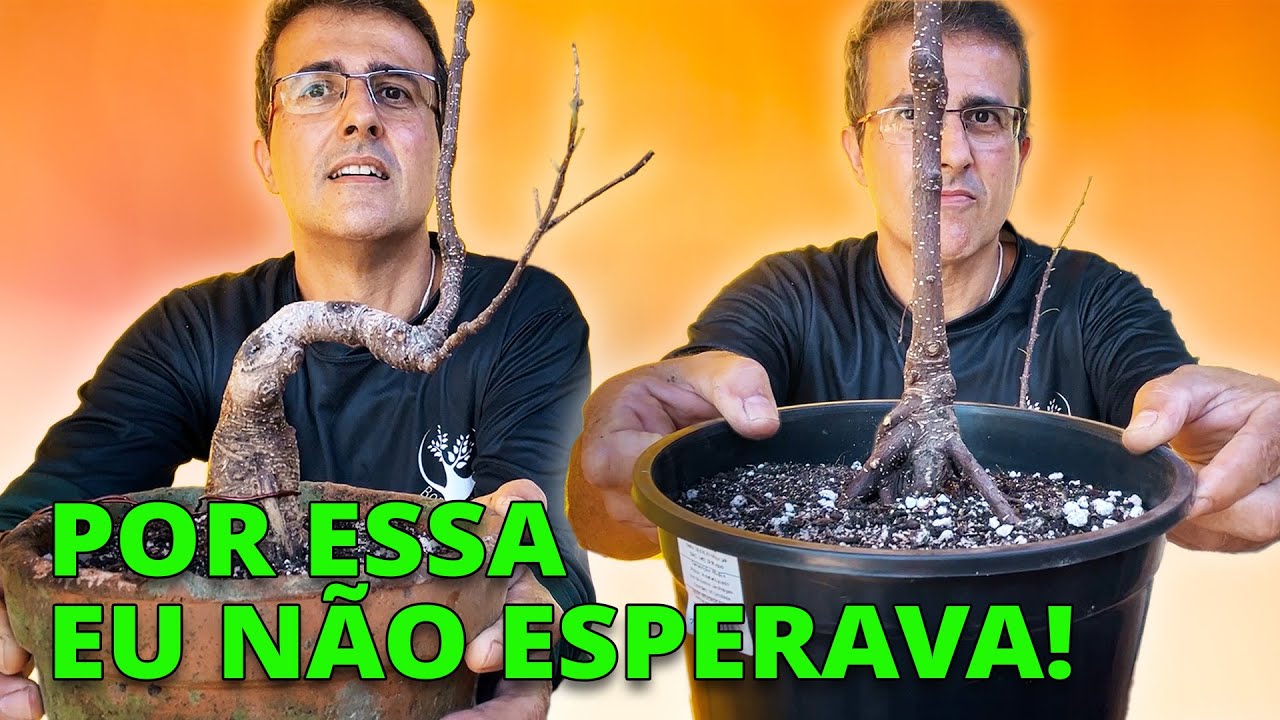 Comecei 1 bonsai do zero… e acabei fazendo 2!!!