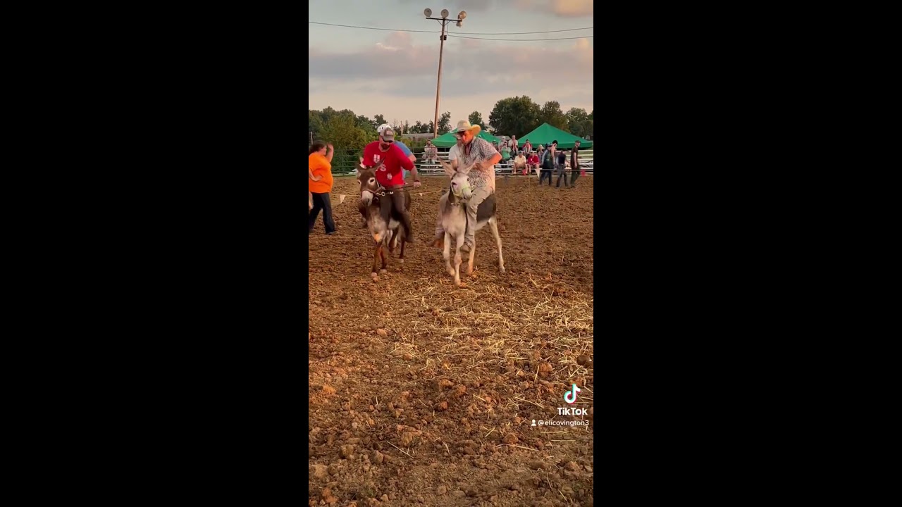 Can You Ride Shorts Donkey Countyfair Views Funny Cowboy