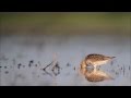 Dunlin / Biegus zmienny Calidris alpina