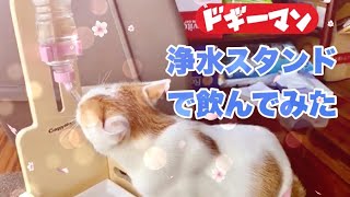 ドギーマン『猫専用ゴクゴク浄水スタンド』で水を飲むことを覚えた猫