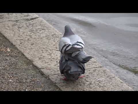 Feral Pigeon courtship and mating