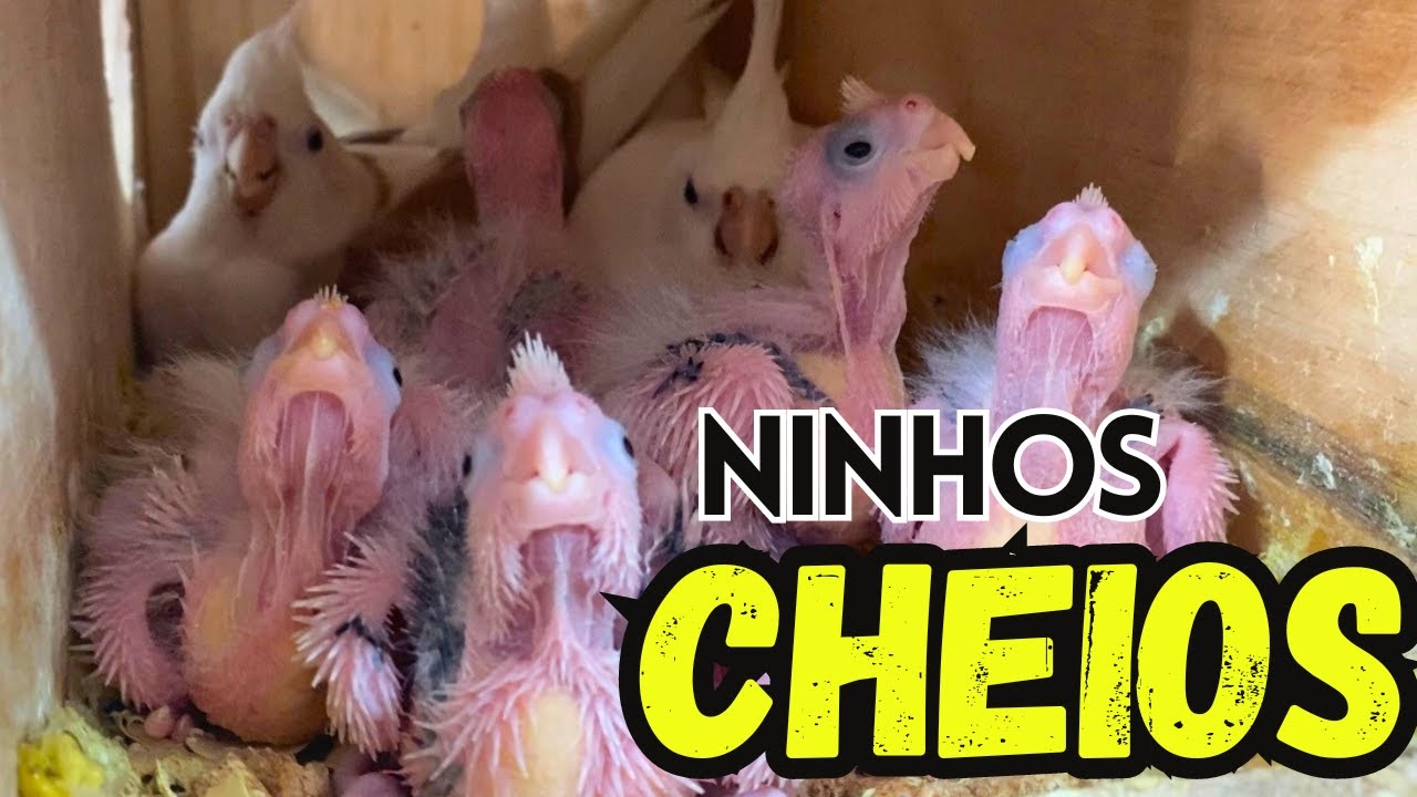 MUITOS FILHOTES DE CALOPSITAS NASCENDO