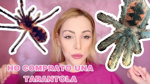 HO COMPRATO UNA TARANTOLA😱 +i miei animali |Meyenne