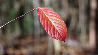 3 Colorful Autumn Leaves in the Woods | FREE NATURE STOCK FOOTAGE