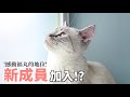 小李／新貓加入！福丸反應如何？