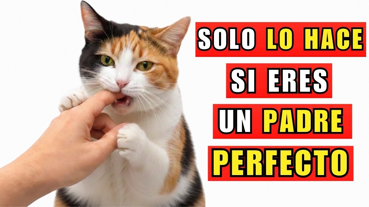 20 cosas que los gatos solo hacen cuando están disfrutando al máximo de la vida
