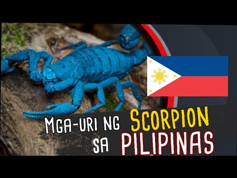 Video: Imperial scorpion: pinananatili sa bahay