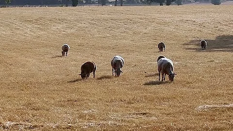 Farming and eating need to change to curb global warming - U.N. report