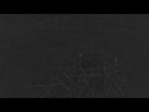 camera iphone 8 plus apk Cape Cod Museum of Natural History Live Stream