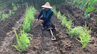 綠蘆筍 | 修剪～施肥～培土