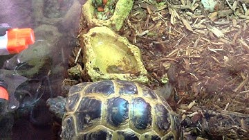 How to hibernate a tortoise