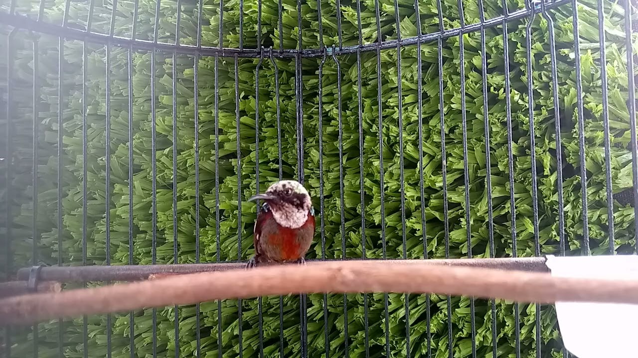 TERAPI KONIN AGAR BUNYI !! COCOK UNTUK MASTERAN KONIN TROTOL BUNYI RAJIN !!