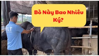 Tính Trọng Lượng Bò 3b Bằng Thước Dây. Liệu Có Chính Xác?