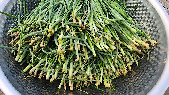 부추 많이 사오셔서 이렇게 드셔보세요!! 양념많은 김치보다 열배 맛있어요/부추물김치 Chives water kimchi