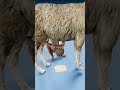 Reindeer Milk vs llama Milk