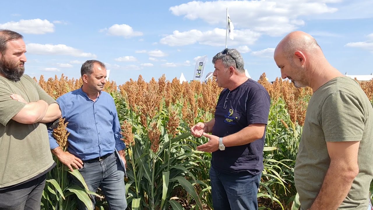 Şeker Sorghum Bitkisi.