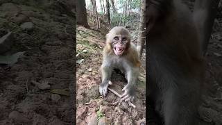 #new #funniest #cute#monkey #dog #puppy #love #youtubeshorts #relaxing #funny #diy #pets#animals