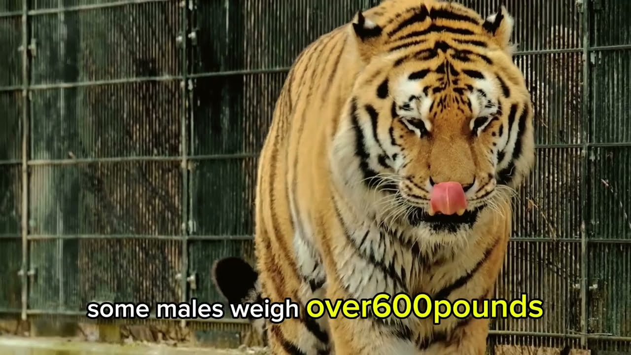 5 interesting facts about tigers