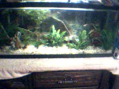 Tropical Planted Aquarium Update 7/13/10