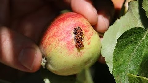 Sterile codling moths for apple pest management