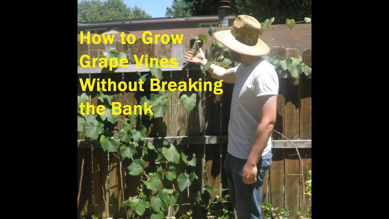 How To Grow Lots of Grape Vines for FREE!