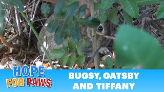 Bunny rescue under fire(works)! #bunny