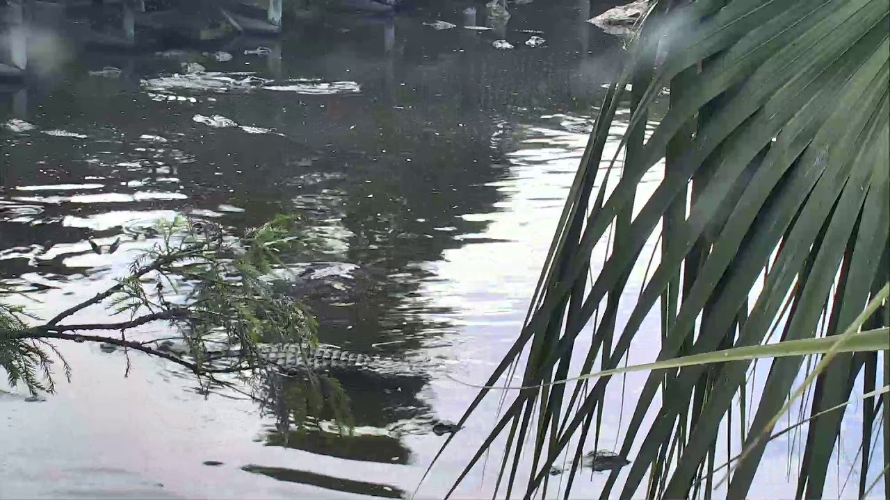 video phone beyonce mp3 Alligator Swamp and Spoonbills Cam 08-26-2018 12:27:34 - 13:27:35