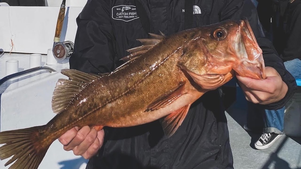 Monterey Bay Fishing Limits on Rockfish YouTube