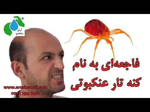 تصویری: کنترل کنه های عنکبوتی به طور طبیعی