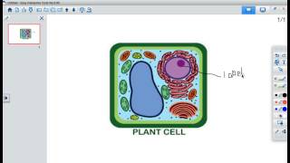 Insert an Image in Whiteboard Mode