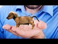 10 SMALLEST Dog Breeds In The World!