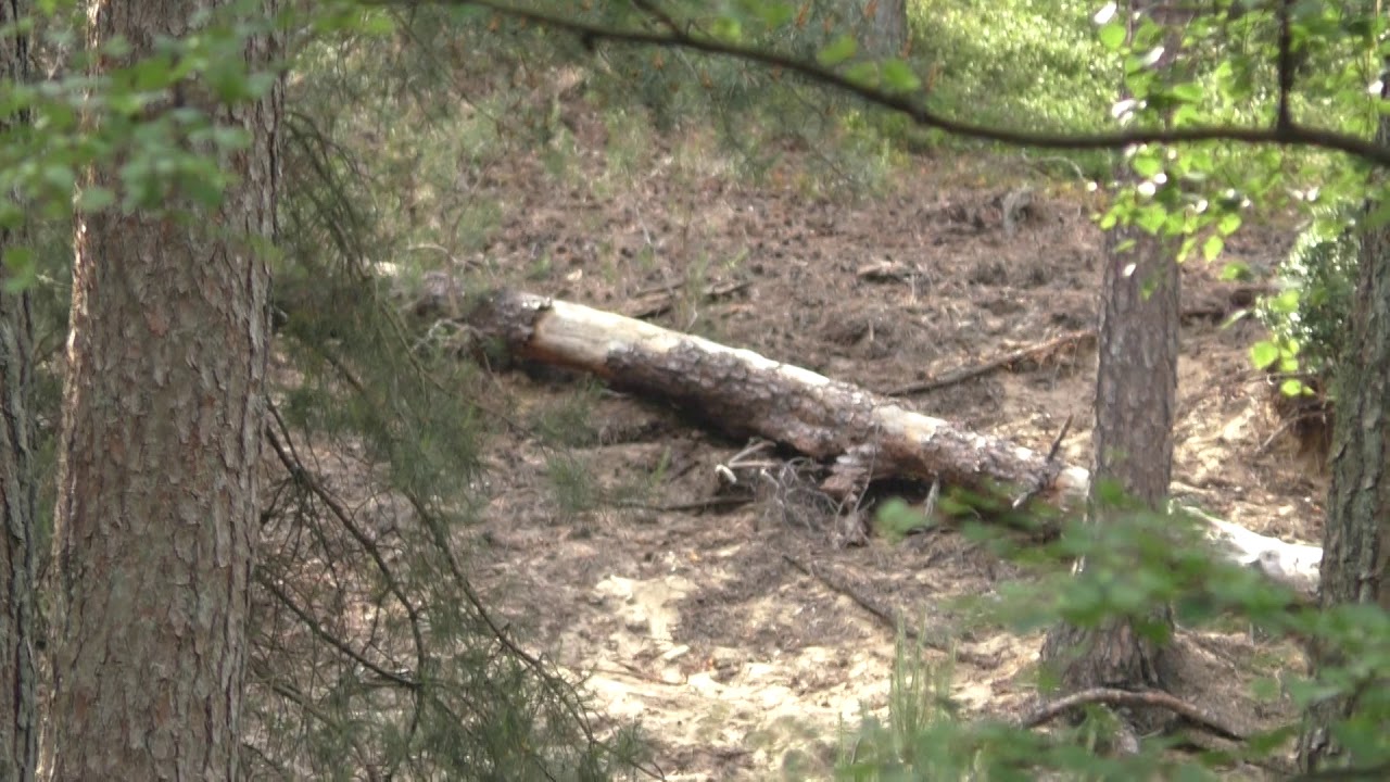 Helderen vogel geluiden uit het bos - YouTube