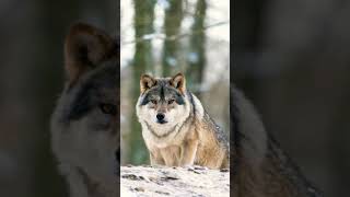 Look at this wonderful Grey Wolf 🐺