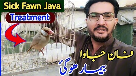 How To Treat Sick Java Finch in Hospital Cage | Sick Java Finch Recovery | @MushtaqBirdsAcademy