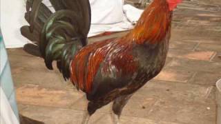 Gallo 'S De Pelea
