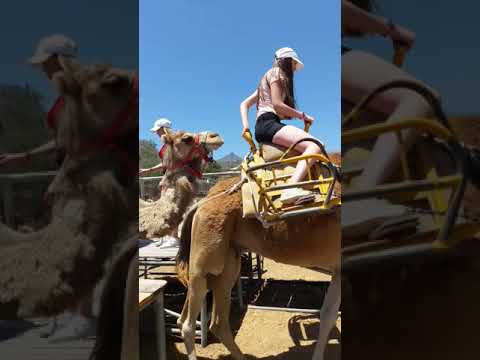 Video: Bactrische kameel - het schip van de woestijn