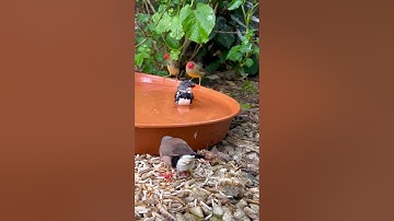 Bird Bath with different beautiful finches bathing together #birds #bird #nature #animals #pets