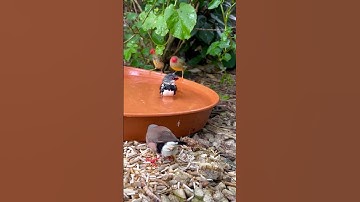 Bird Bath with different beautiful finches bathing together #birds #bird #nature #animals #pets