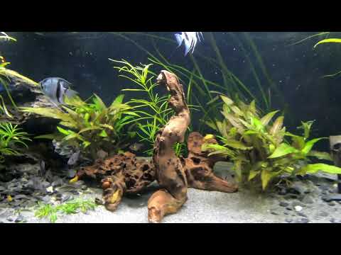 Floating particles in a Aquarium.