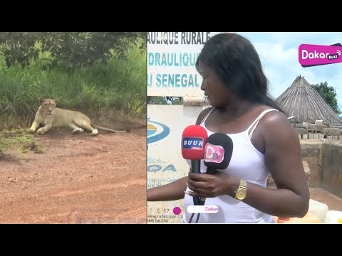 Kédougou:  La lionne qui hante le sommeil des habitants
