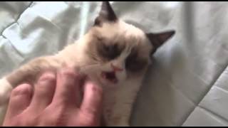 Does Grooses Theme Go With Grumpy Cat?
