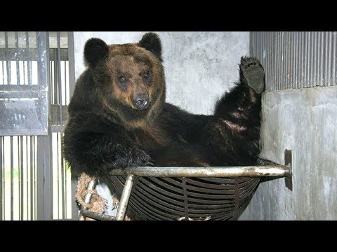 Настоящий ад на китайских фермах по добычи желчи и преображение спасенной медведицы