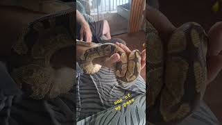 BALL PYTHON MY PET