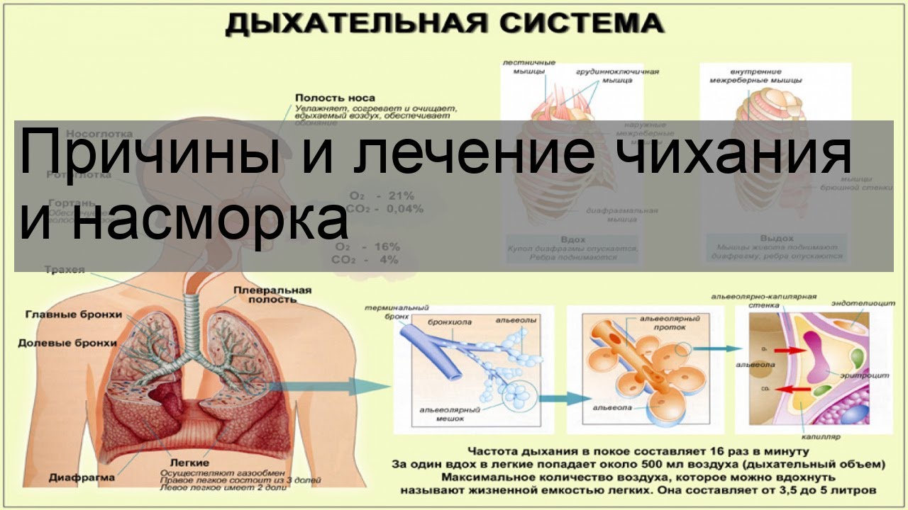 Чихание по неделям и времени. Чихание причины. Схема процесса чихания. Пароксизмальное чихание характерно для ринита. Почему возникает частый чих.