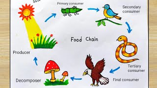 How to draw Food Chain diagram easy | Food Cycle drawing easy | Food Chain Cycle drawing